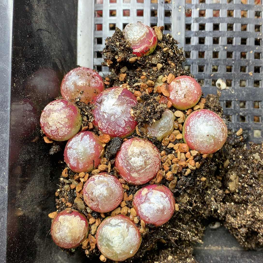 栀*T817多肉植物保护研究所