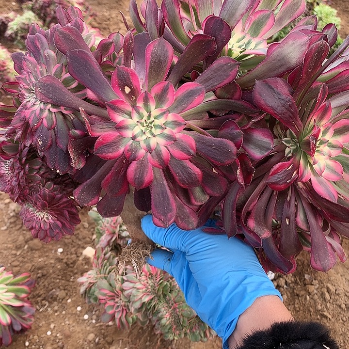 小***艾红铜壶白跟货一起走