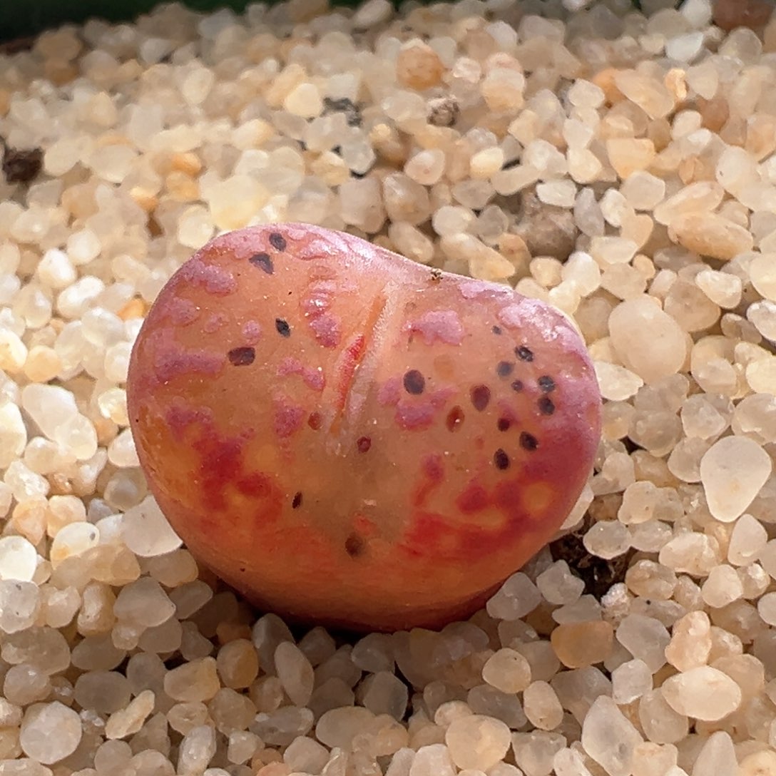 164。韩国种源 全窗马克 母本拆株。带盆