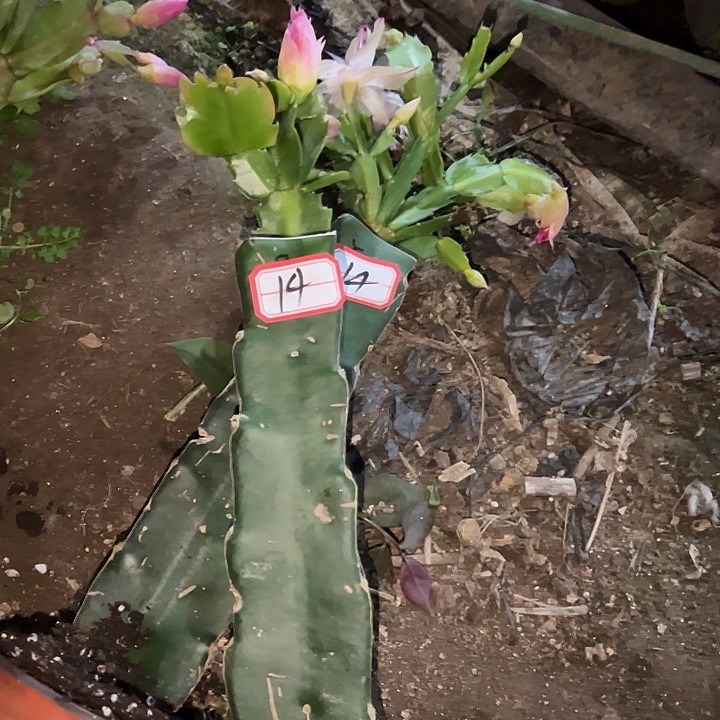 ****鱼，14号带盆082.雅丝