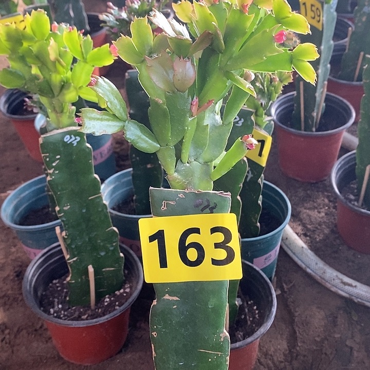 无花朵满*红073/163号新疆不包邮