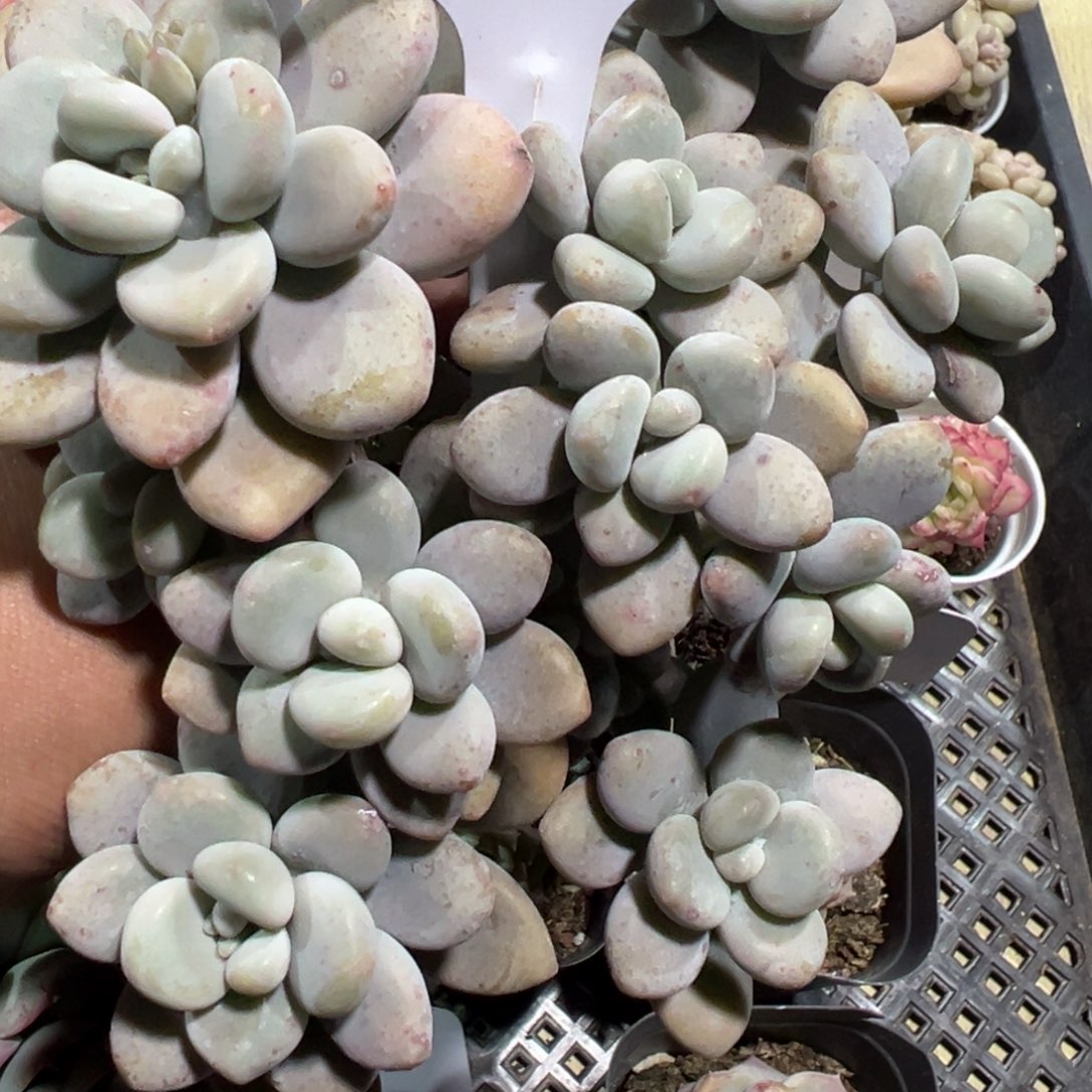 多肉植物多肉植物