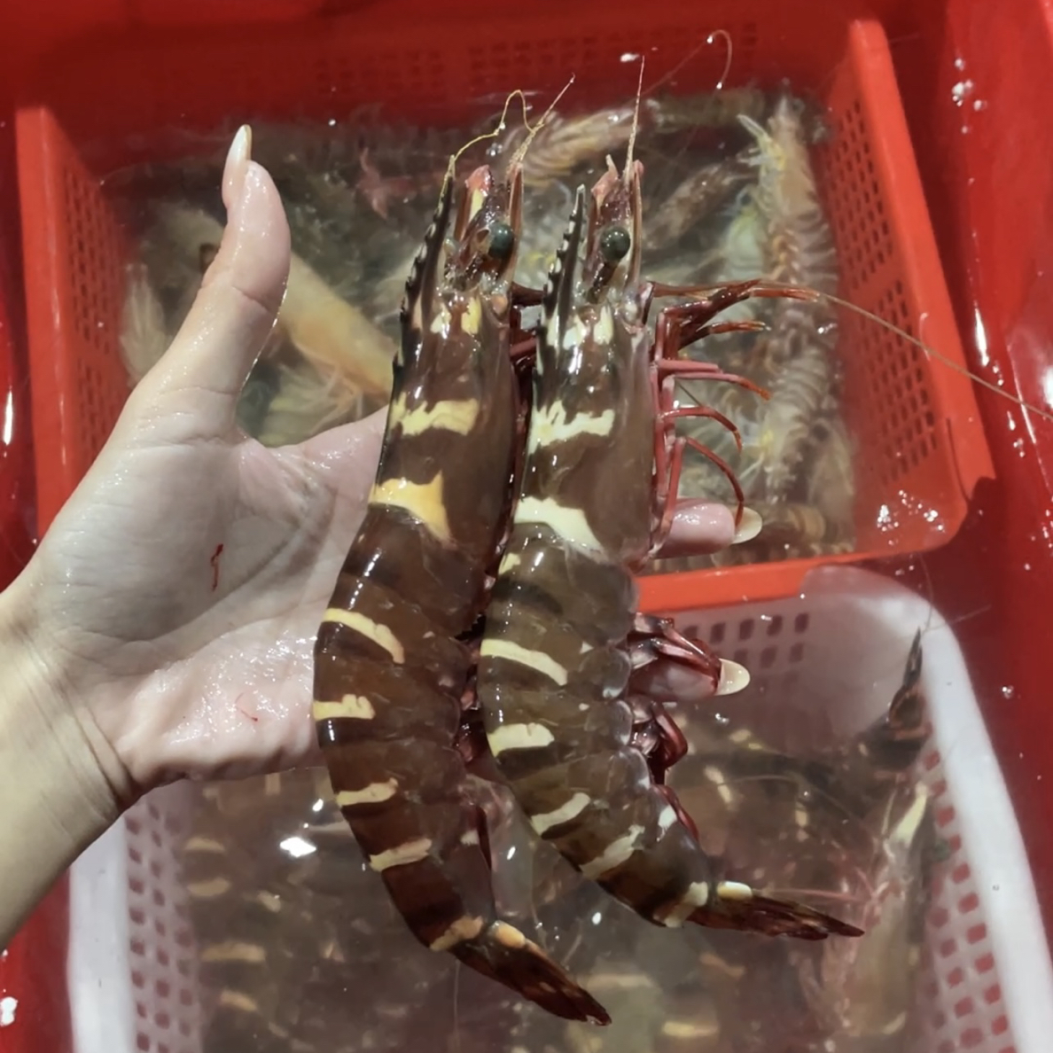 临时链接 直播间看到什么就是什么