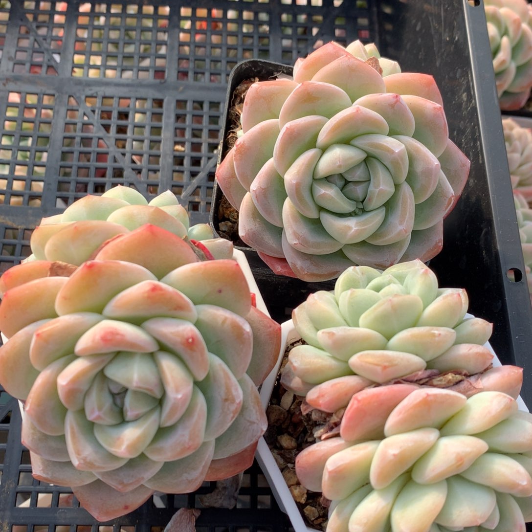 0209-45 冰玉三颗