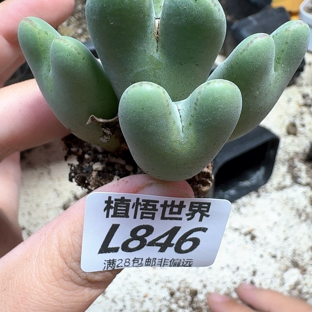 多肉植物的润泽地cc