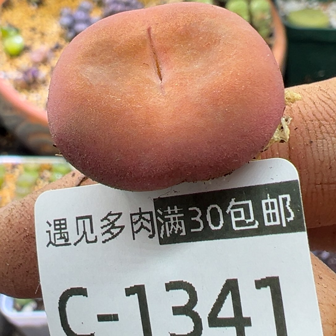 多肉植物111111111111111