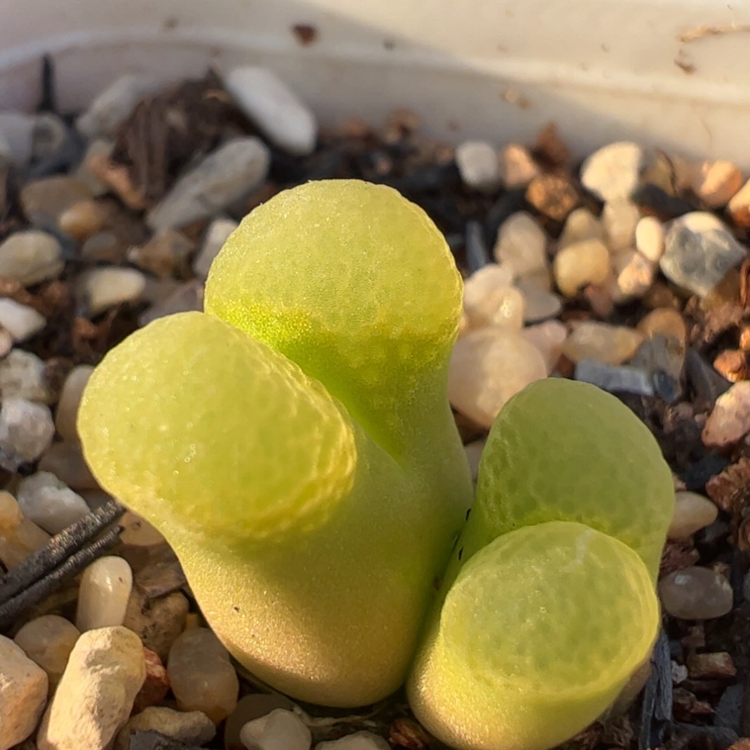 云朵芭比风铃多肉植物百科