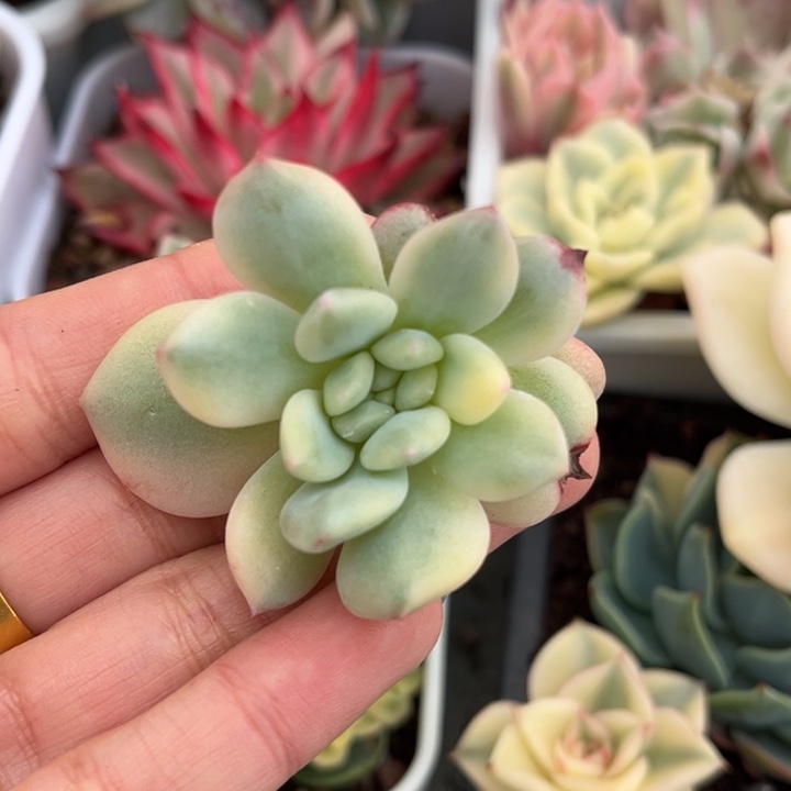 爱丽儿锦侧芽一颗价格