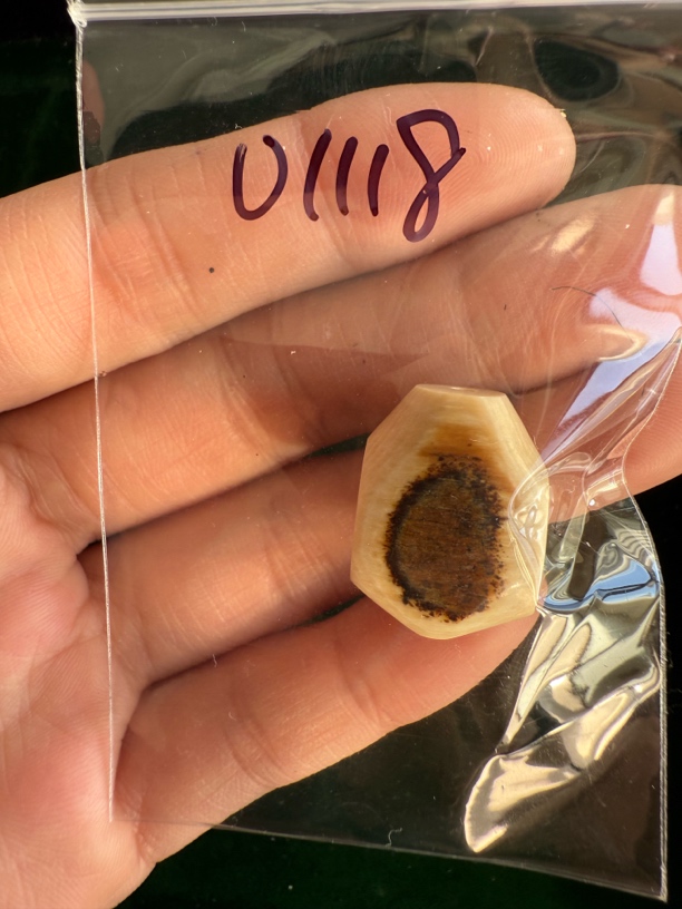 01118猛犸牙鲨鱼背三通配饰