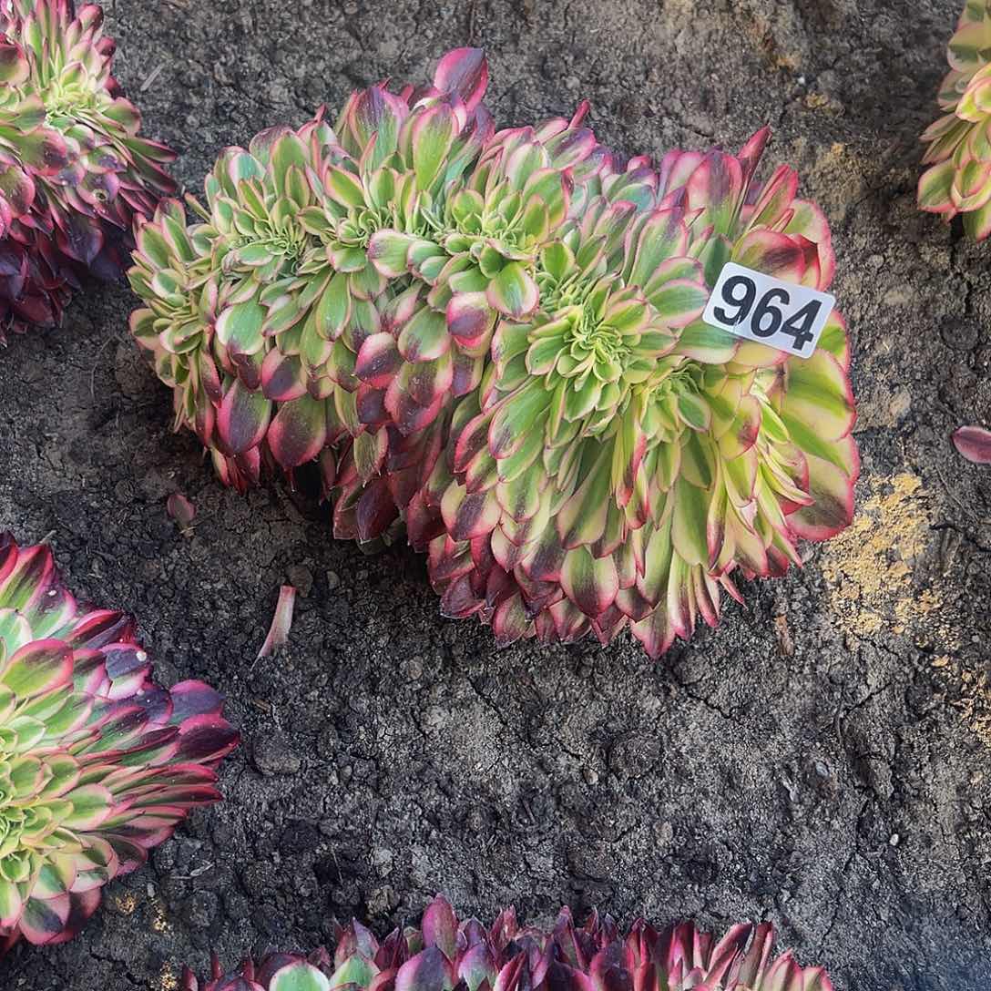 法师法师16/8包邮法师