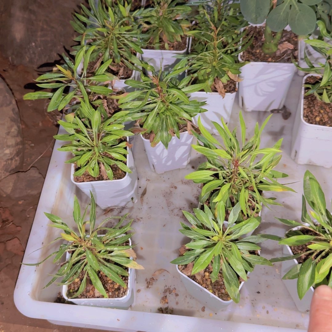 块根植物块根植物