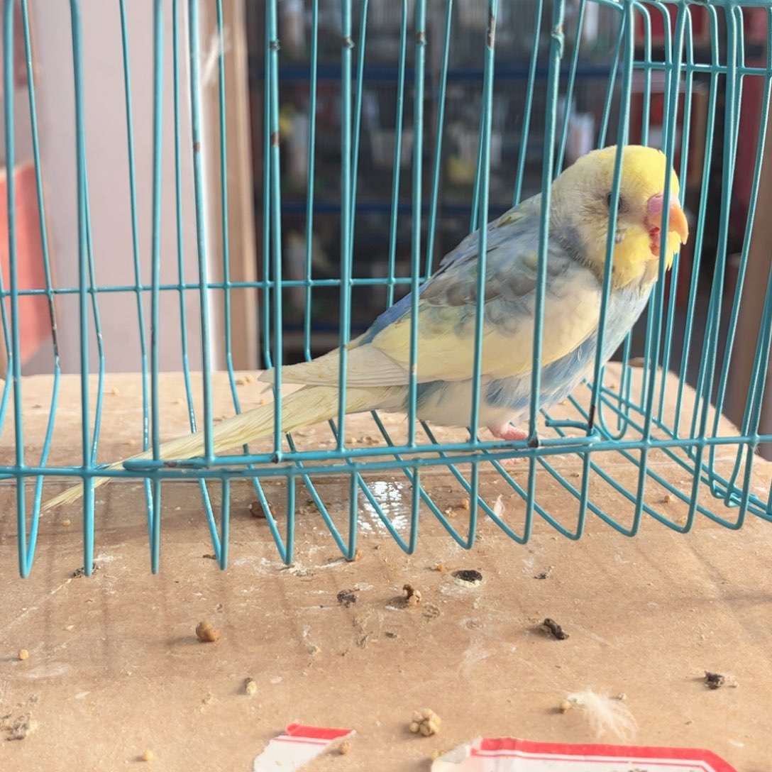 虎皮鹦鹉我的小姐姐