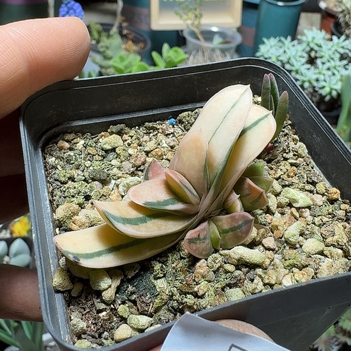 152瓜子子宝锦带盆发货