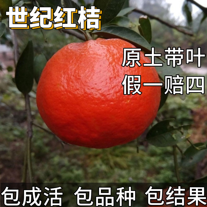 世纪红桔苗柑橘树果苗大树带土盆栽嫁接桔子树苗无籽耐寒当年结果