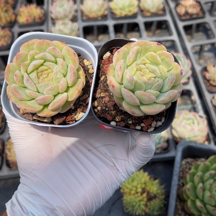 你****离冰糖水晶两颗6.5方盆