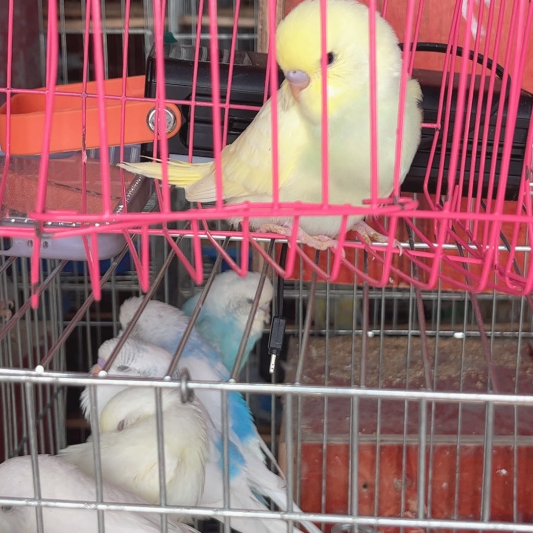 用***5虎皮鹦鹉我的小姐姐们都在这里