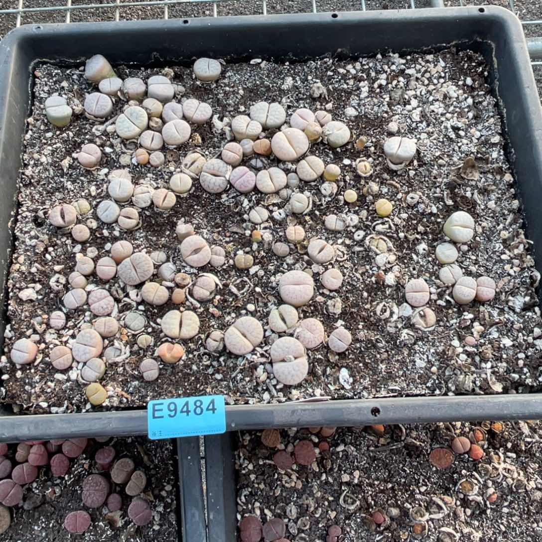 义***币9484脱土筐福利不售后