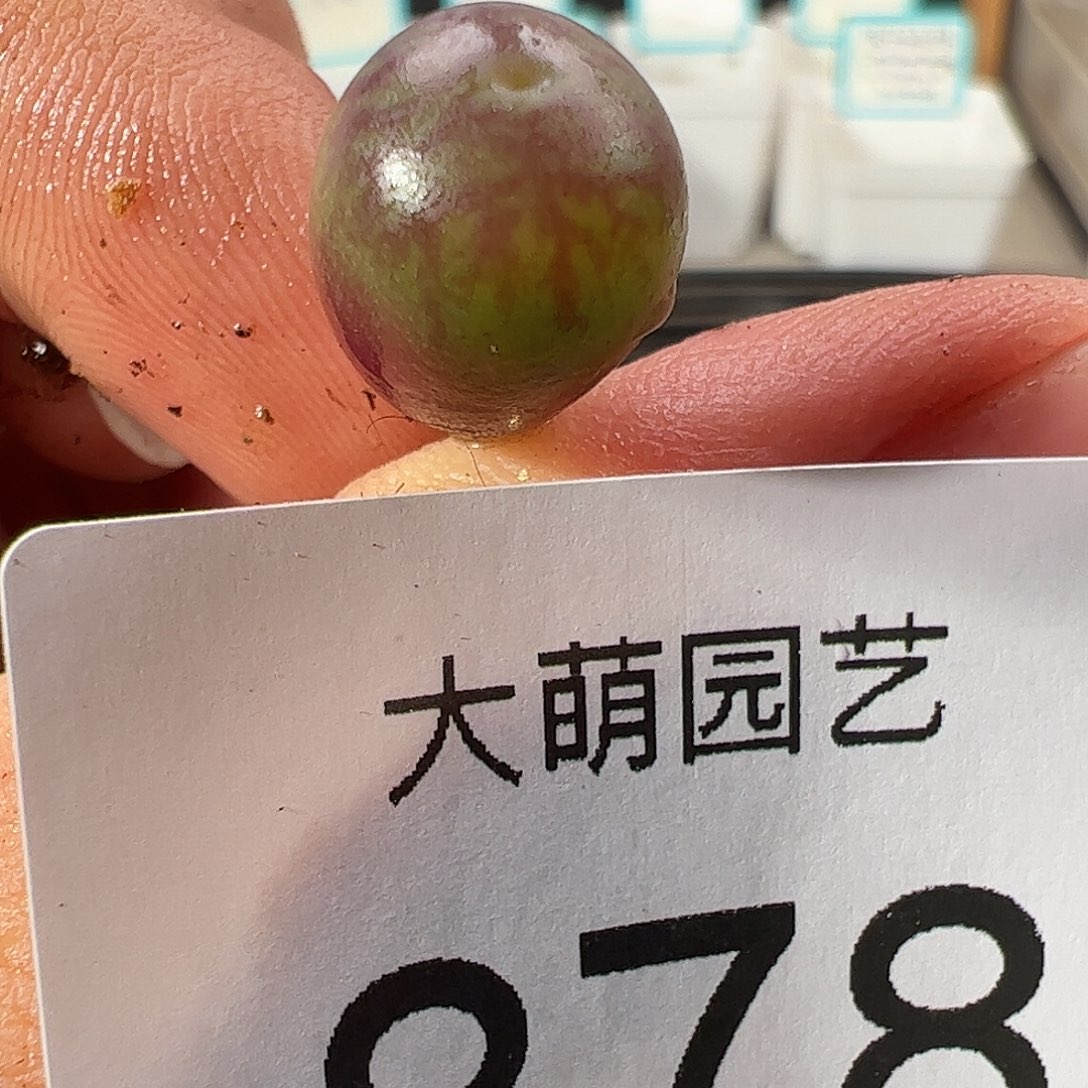 0000878 一物一拍……