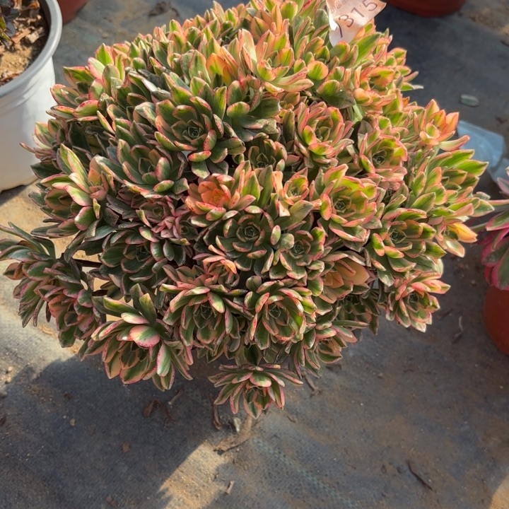 甜茶多肉法师7315