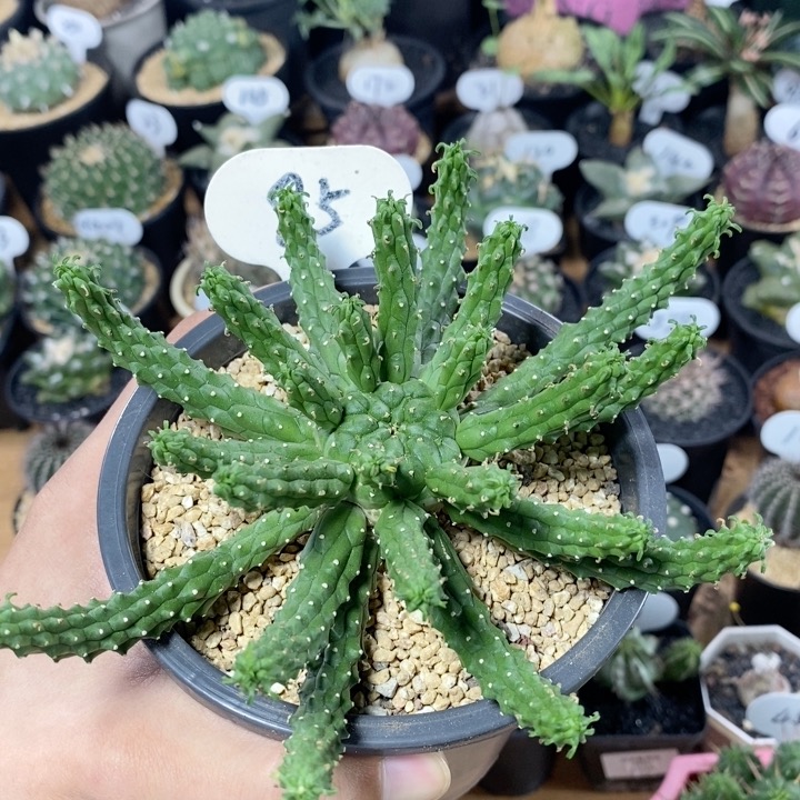 85号实生九头龙大戟15cm