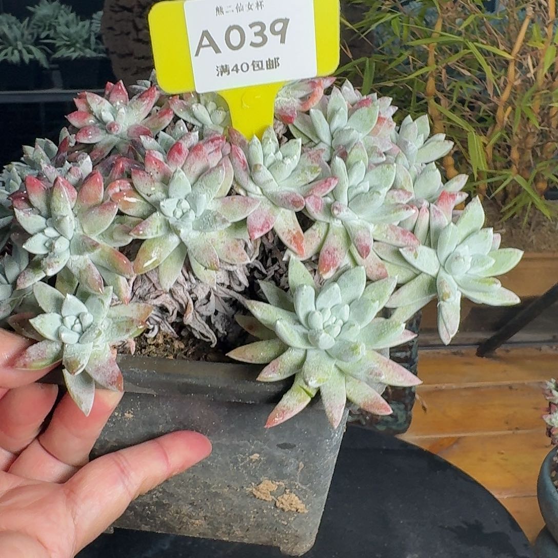 汤****多肉植物仙女杯1219A039