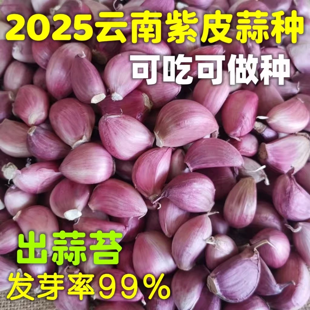 云南老品种紫皮蒜蒜瓣2025新干蒜去皮蒜瓣精品香蒜蒜瓣