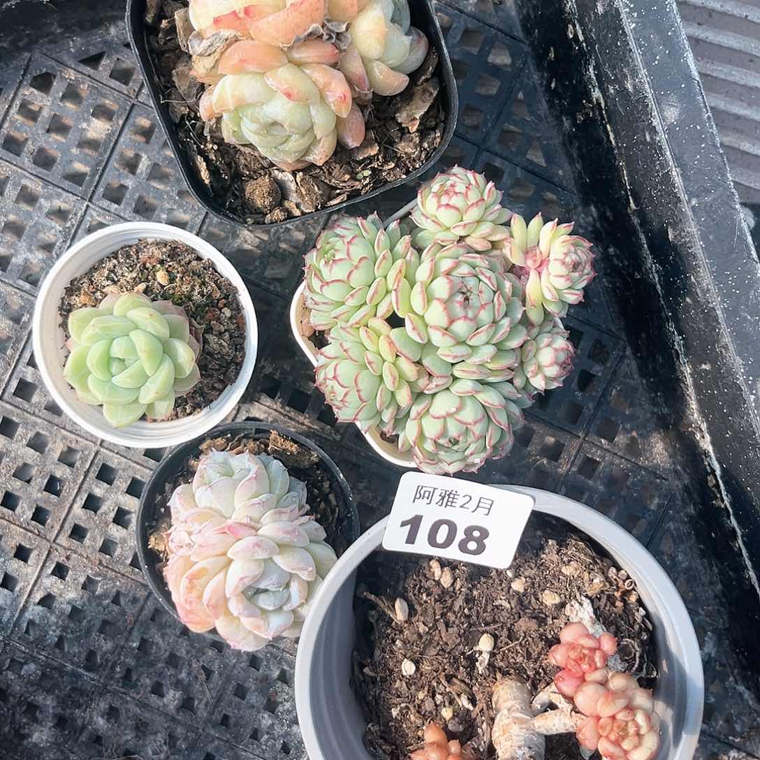 阿雅园艺。    108