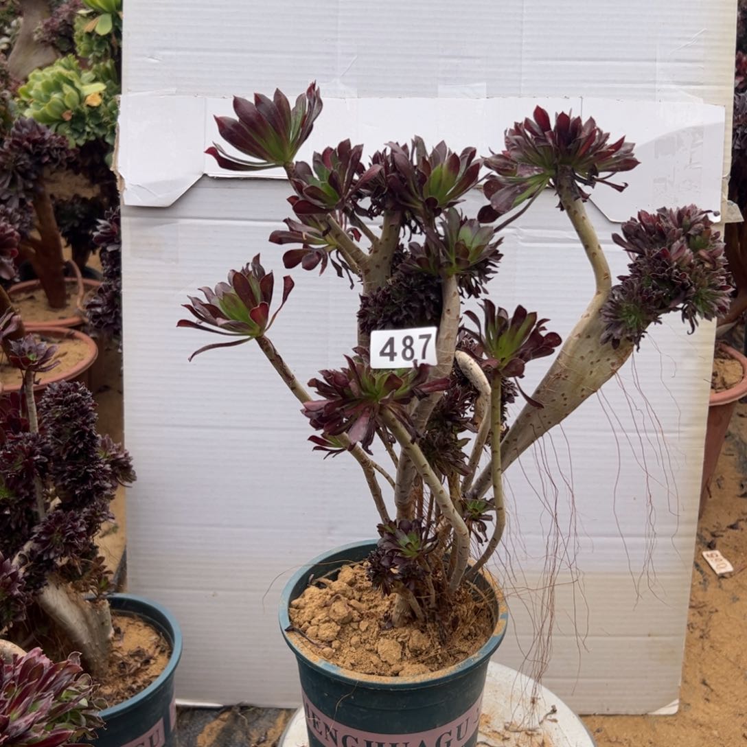 有伤黑缀487高35