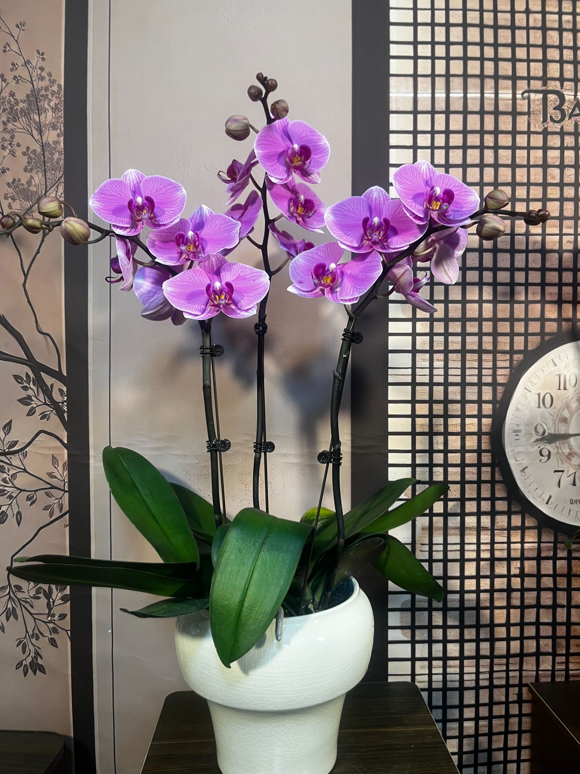 组【海洋之星】组盘款蝴蝶兰带花苞室内前台喜事乔迁送礼年宵花