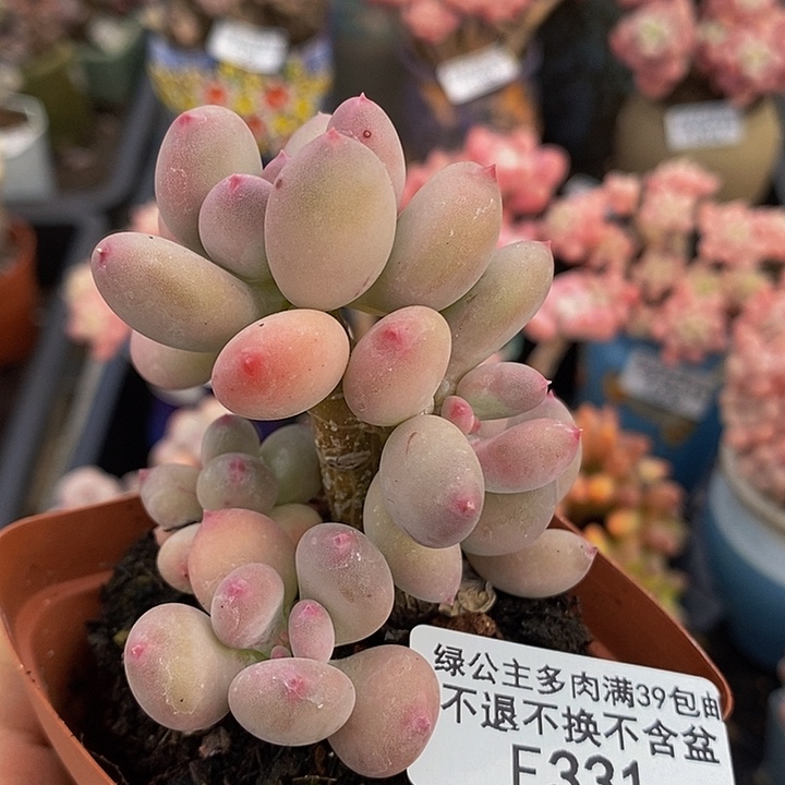 四代苹果奶6cm331多肉植物