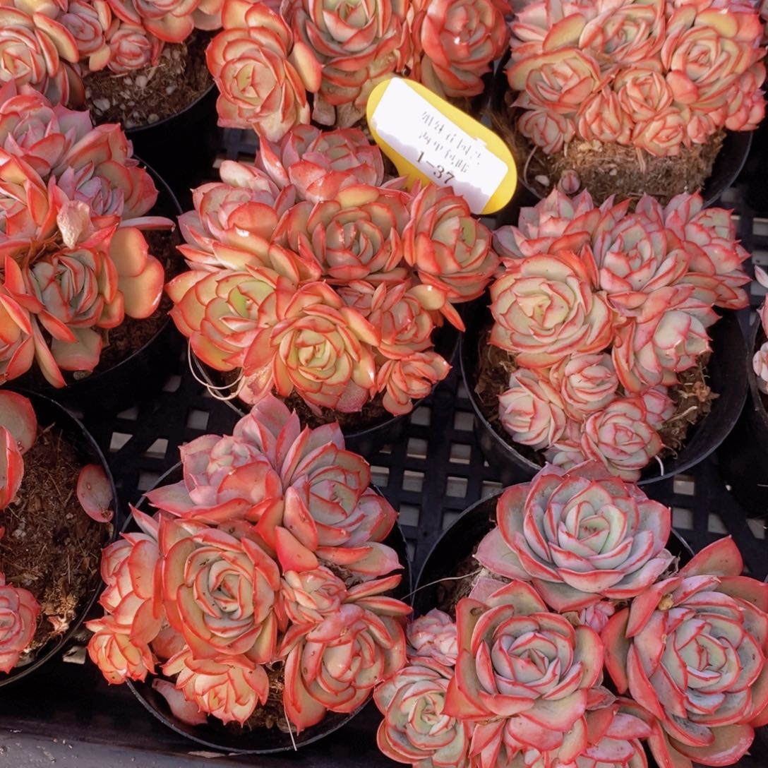 1-37-牡丹亭多头群一个