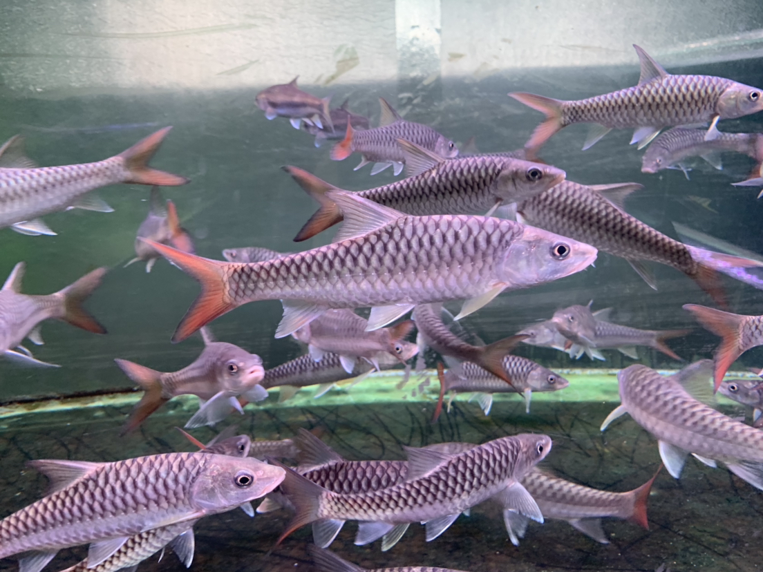 尼泊尔皇室金吉罗 吉罗鱼观赏鱼活体