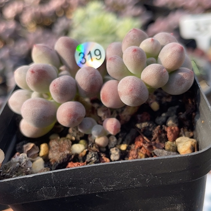 仙子奶酪多肉植物
