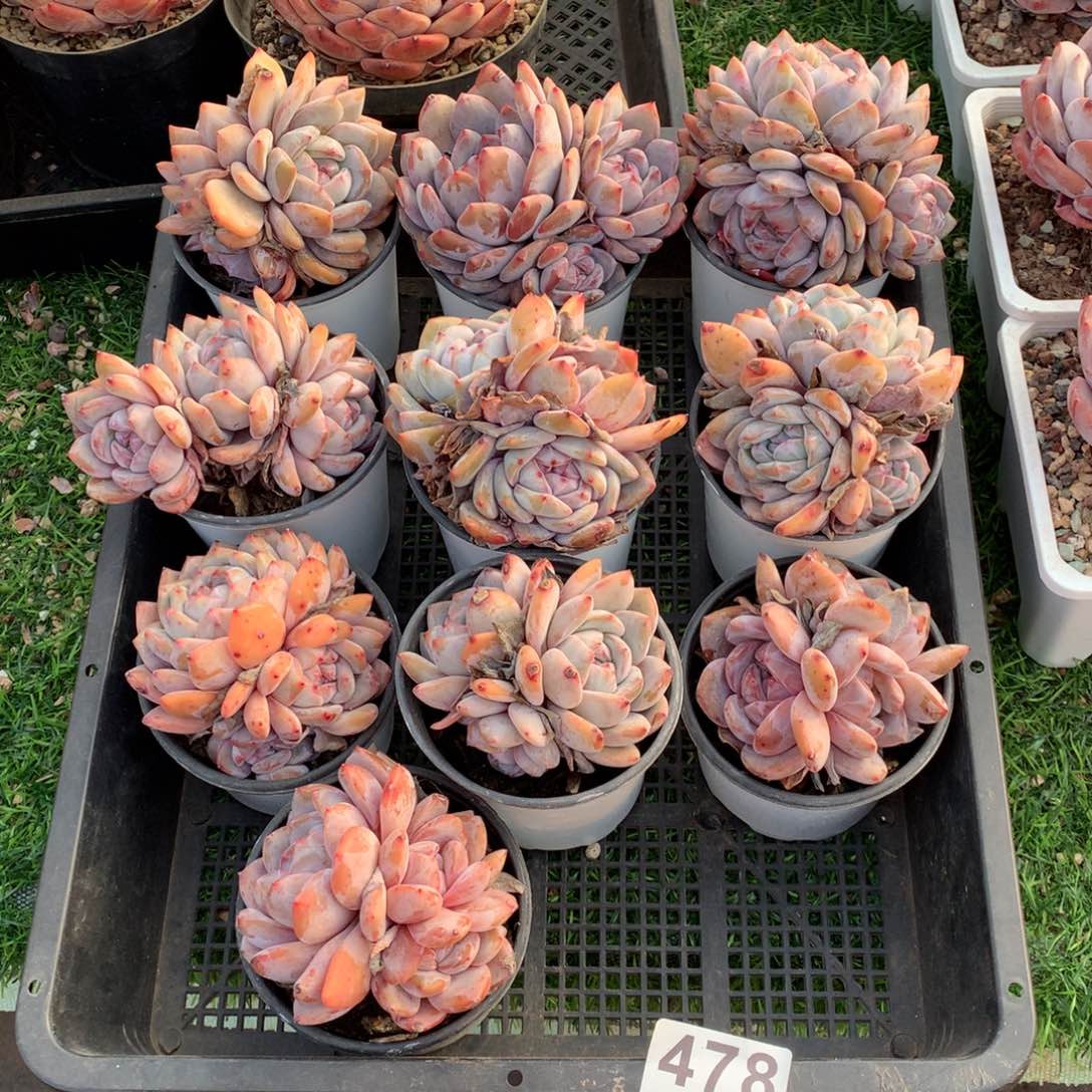 478橙子多肉植物组合