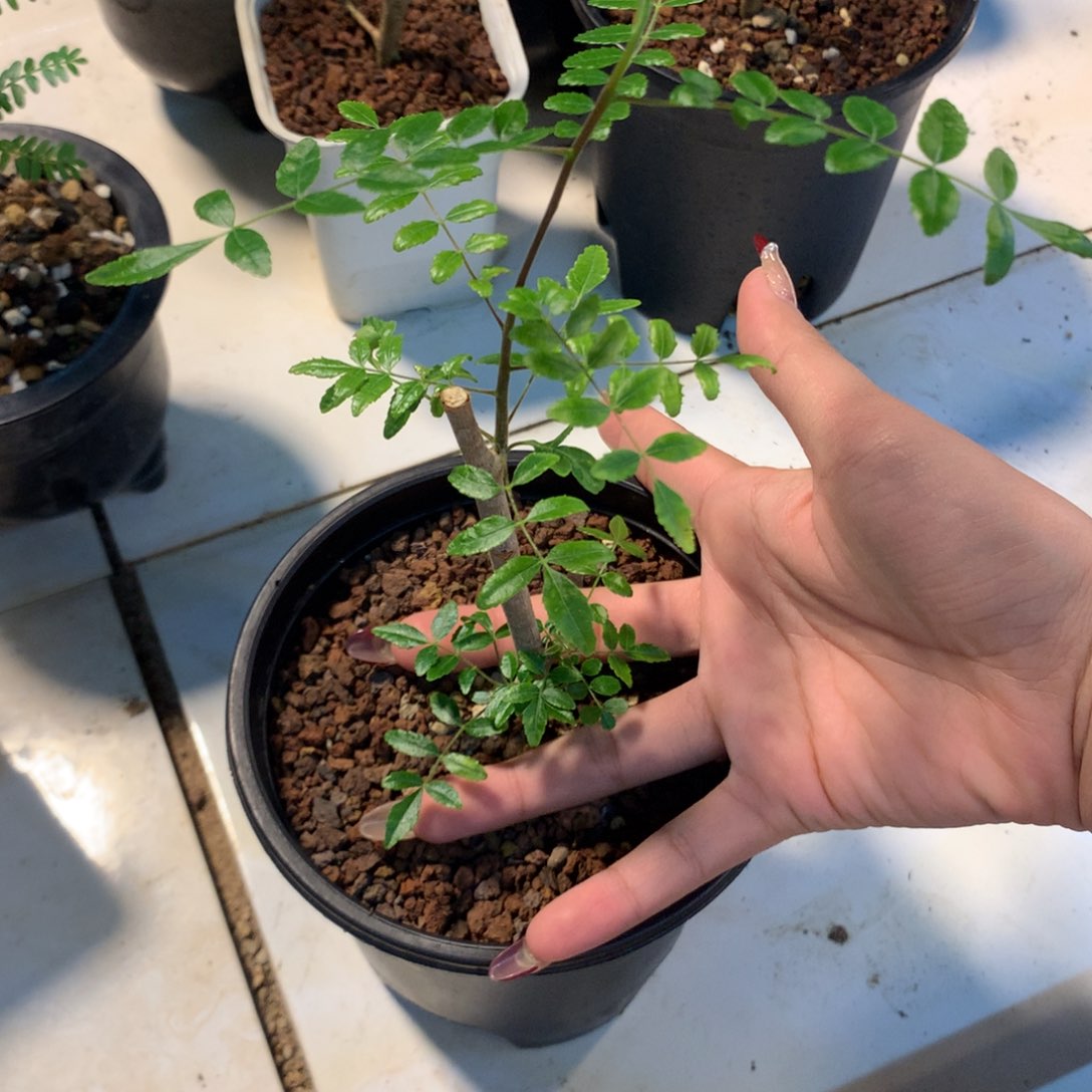 保利没药哈哈哈哈