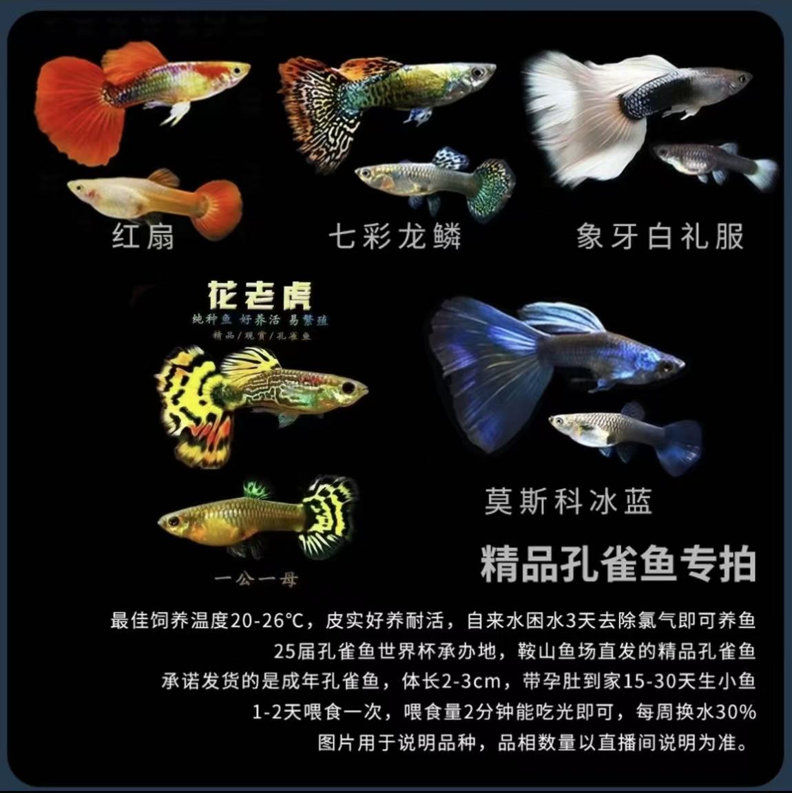【五福临门集锦】五福齐聚 十全十美 小缸 甄选 15-30度广温 孔雀鱼