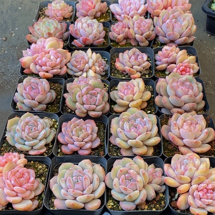 范*了129多肉植物保护研究所