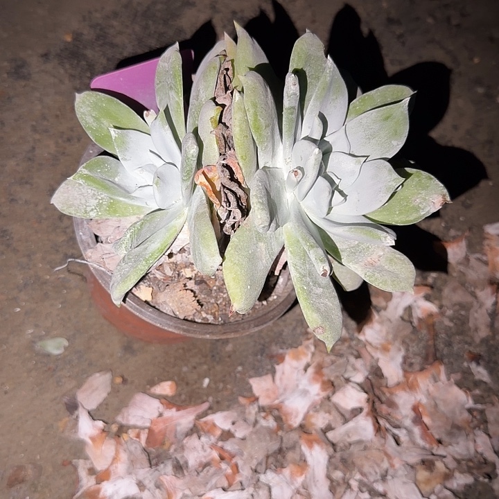 乐***蛙牡丹苹果叶仙女杯