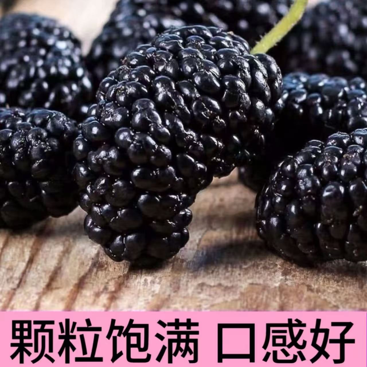 【意能达大能】桑葚干 四川道地 水洗品质可直接食用 好颗粒
