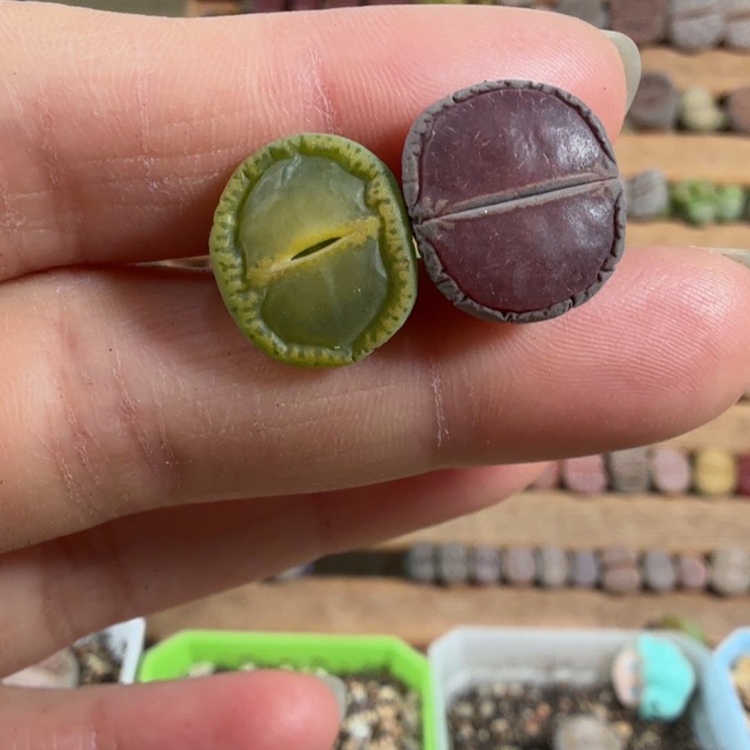 开播福利 绿宝石送KO