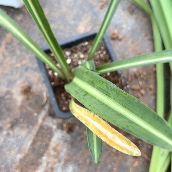 无花朵九月玫瑰线原盆原土