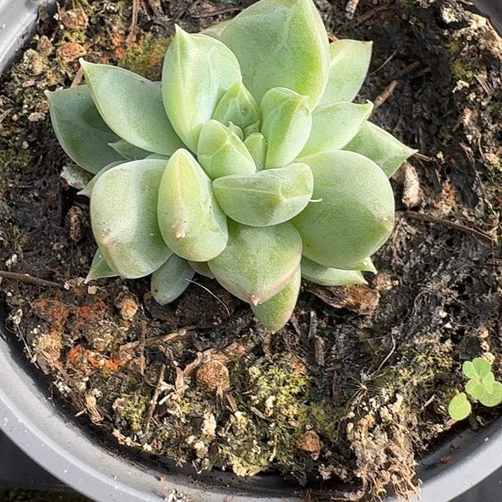 美人138多肉植物