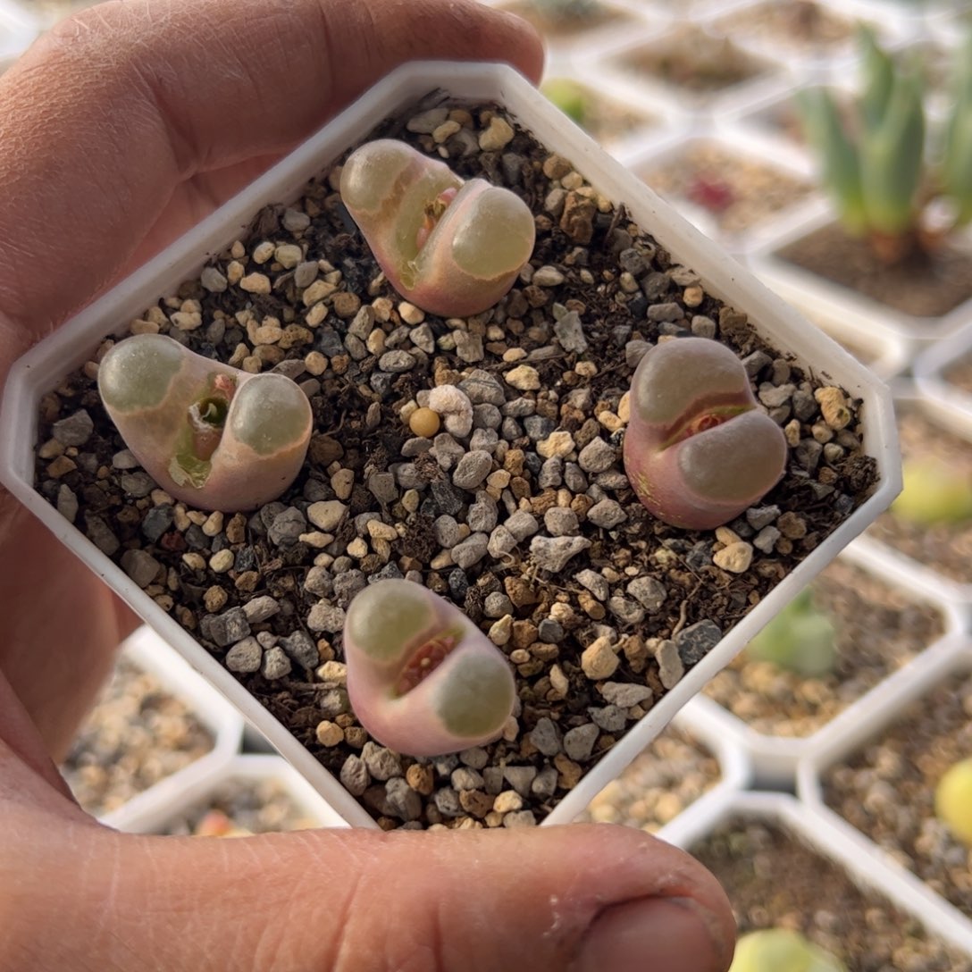 11.22磁铁多肉植物67