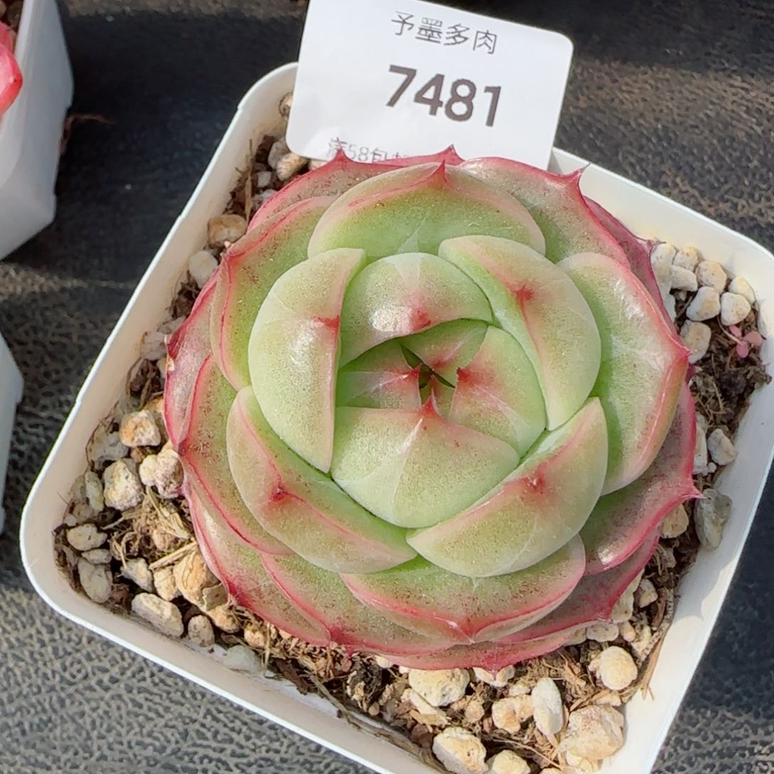 碧海珍妮，7481多肉植物
