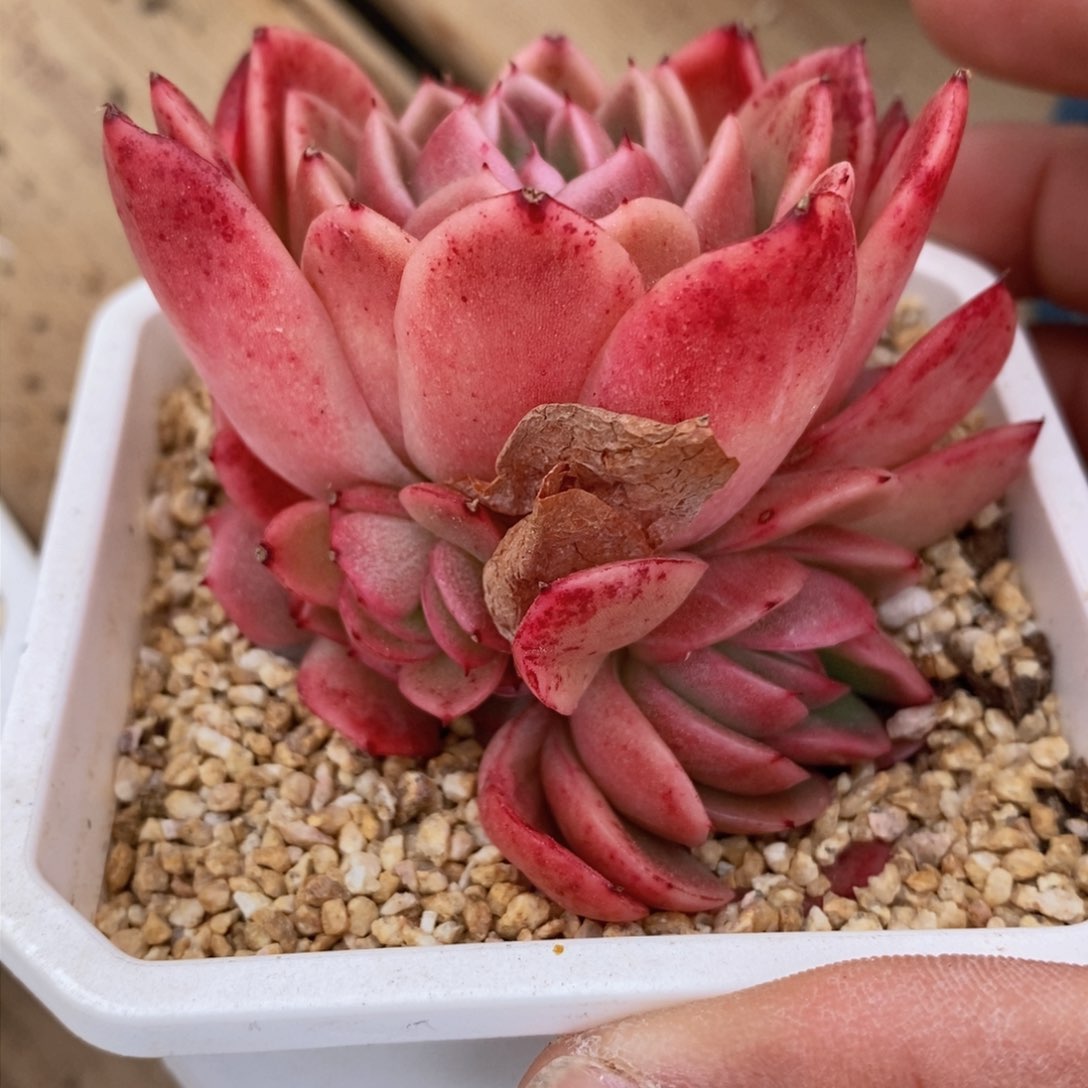 可问主播品种，下滑链接更多品种多肉选择