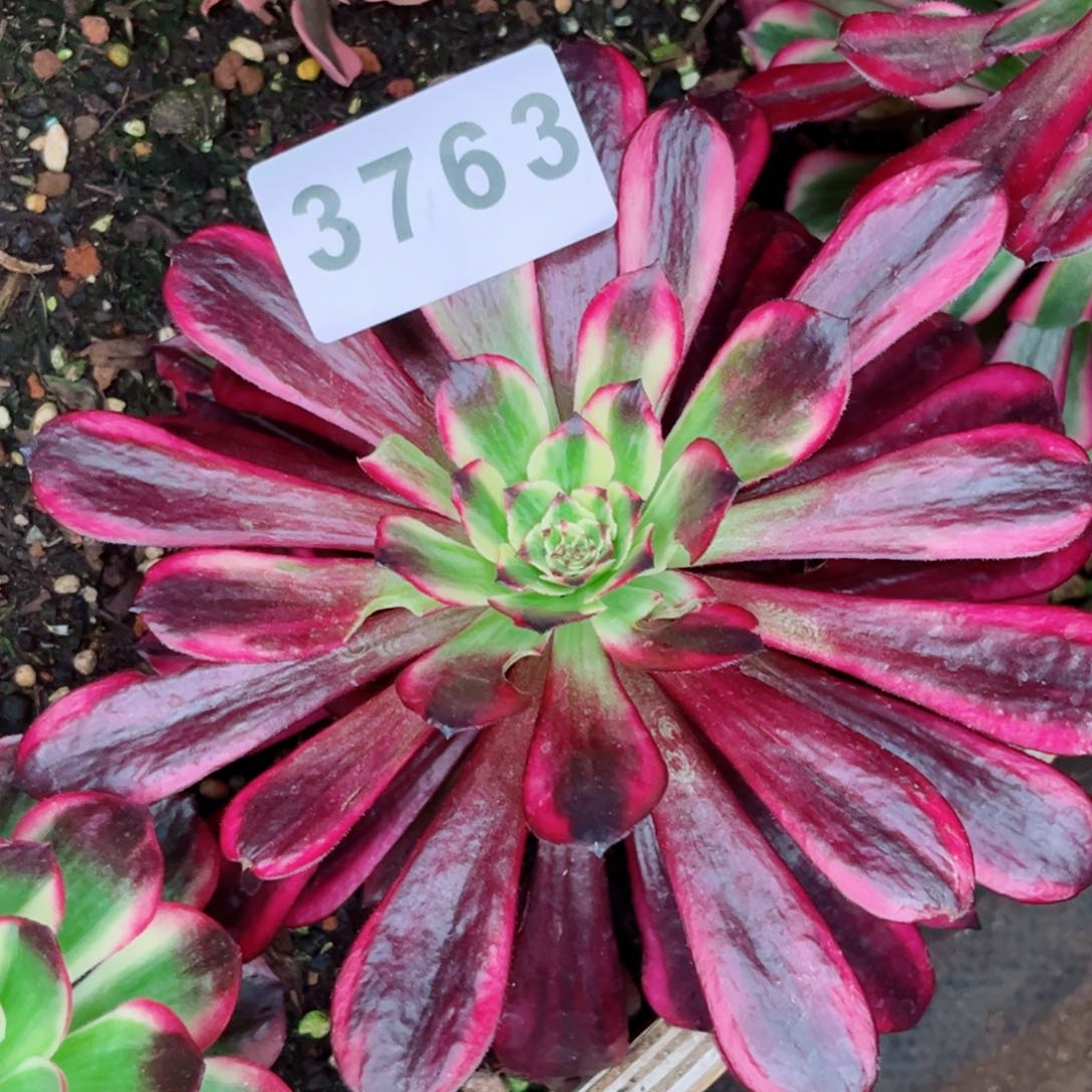 火焰精灵多肉发货