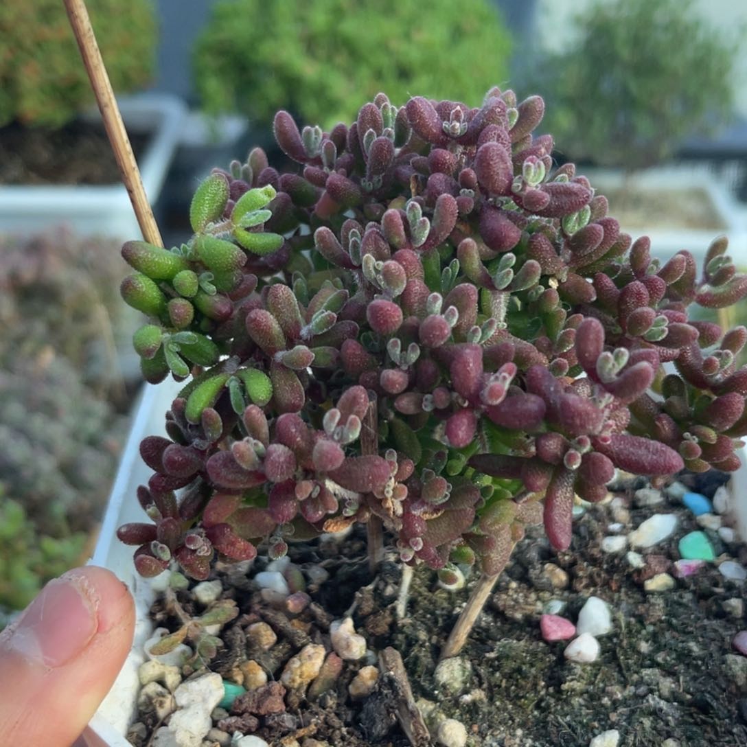 466红宝石枝干番杏