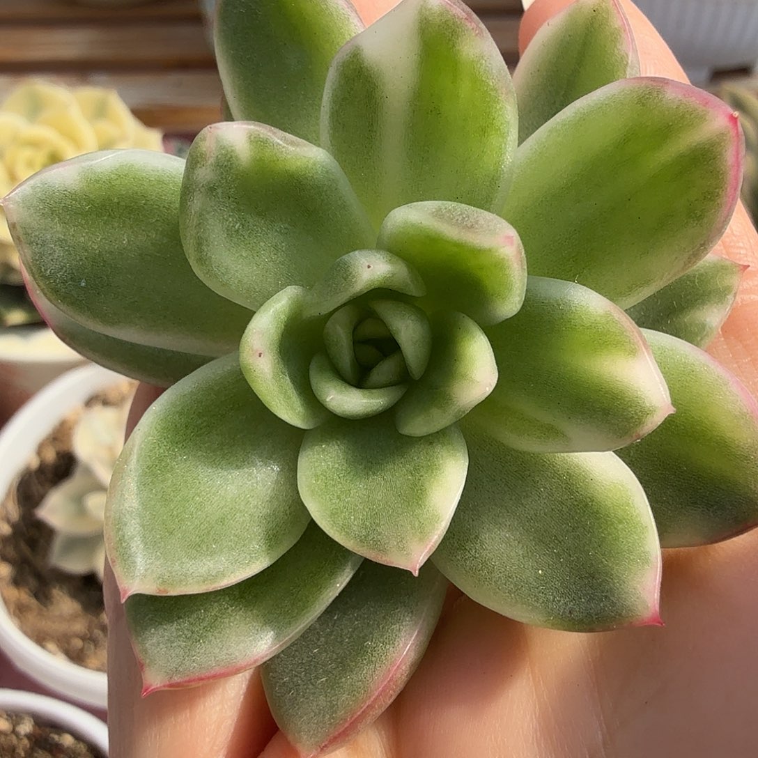 东云锦，多肉植物。