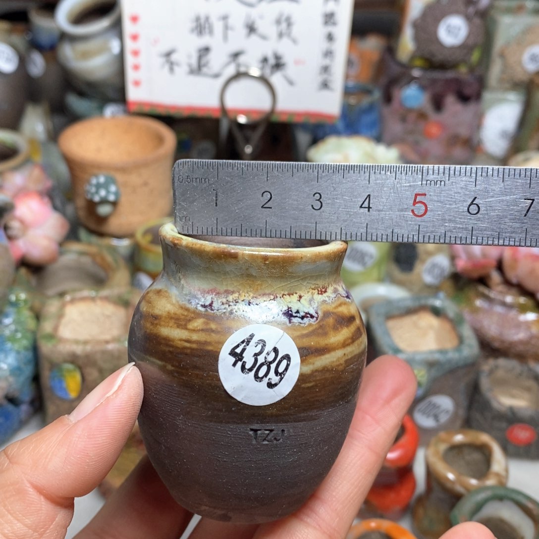 魔**七花盆拍5送一个小礼物