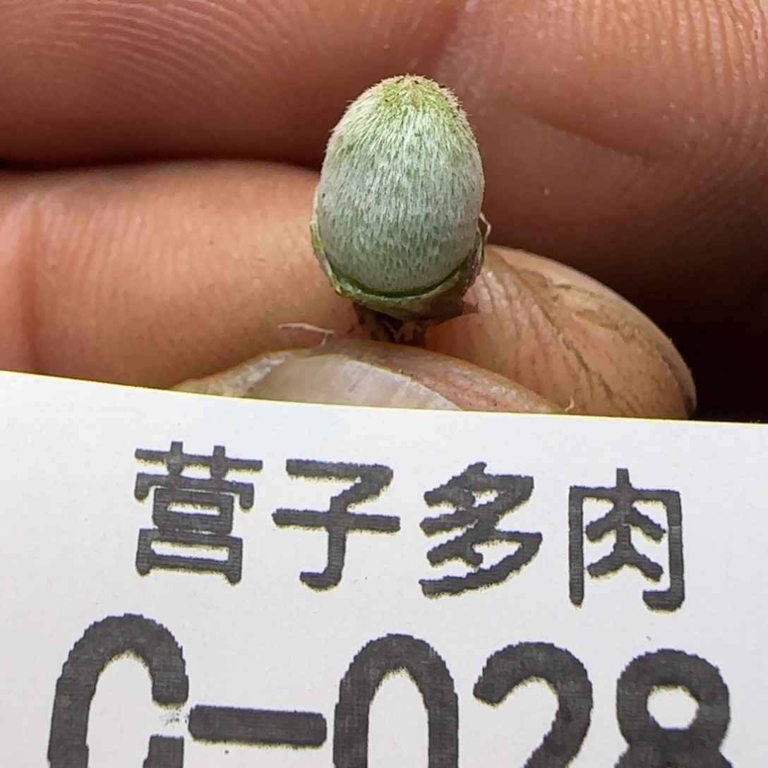 宝辉。     028。    